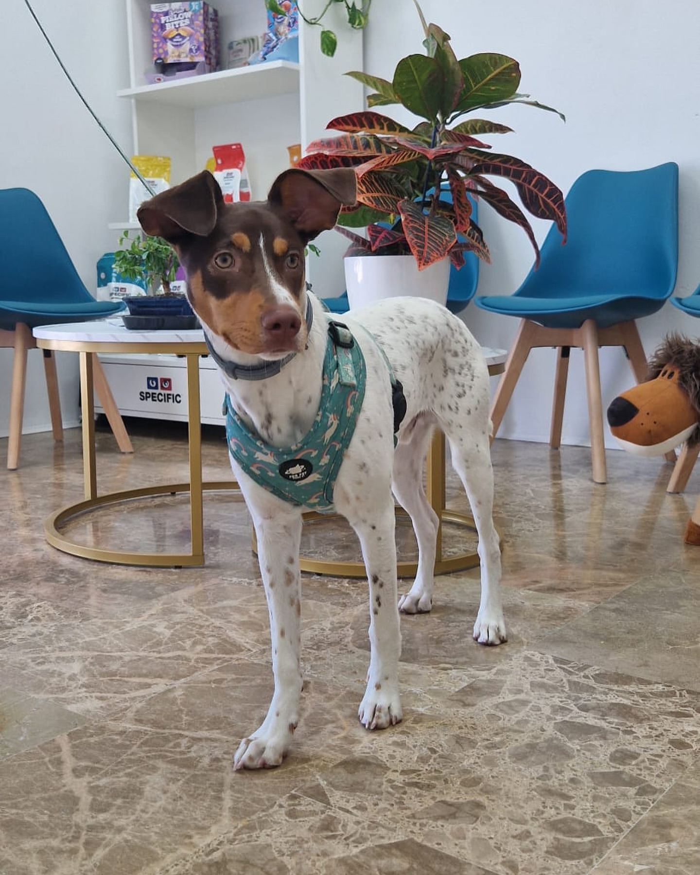 Dobby con arnés turquesa en la recepción de DogtorMiau