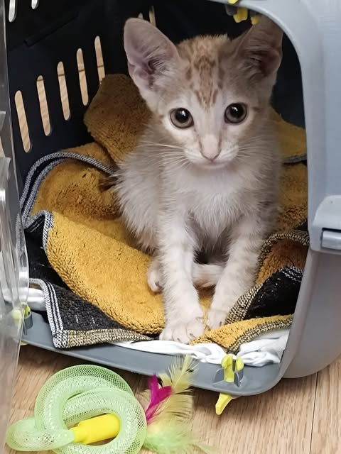 Gatito en su transportín, fotografiado por DogtorMiau