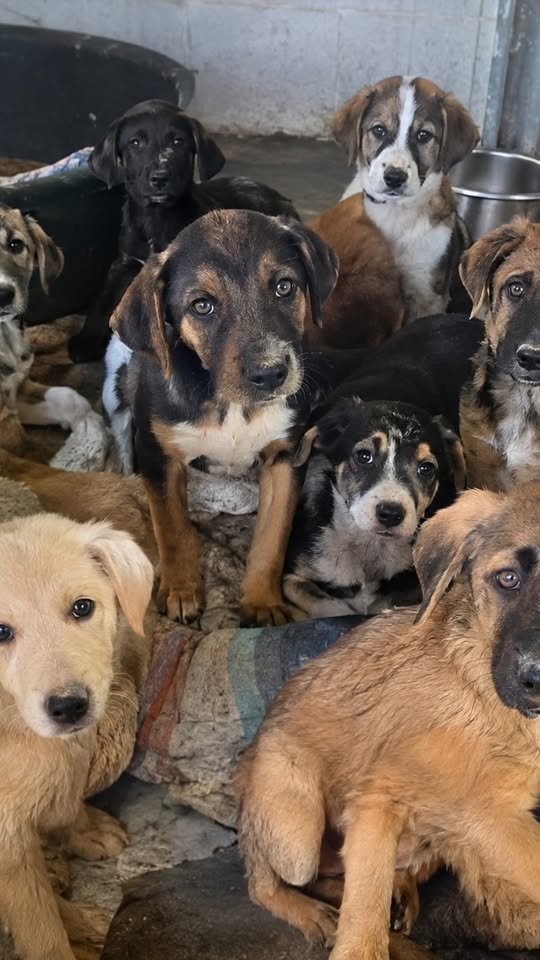 Grupo de perros fotografiado por DogtorMiau